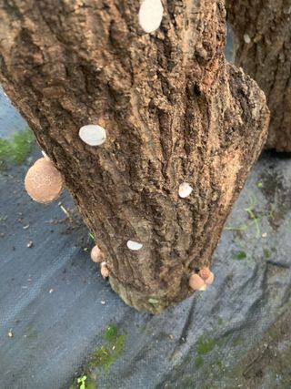 한밭농원님의 자유주제 · 자유게시판 작성글 사진