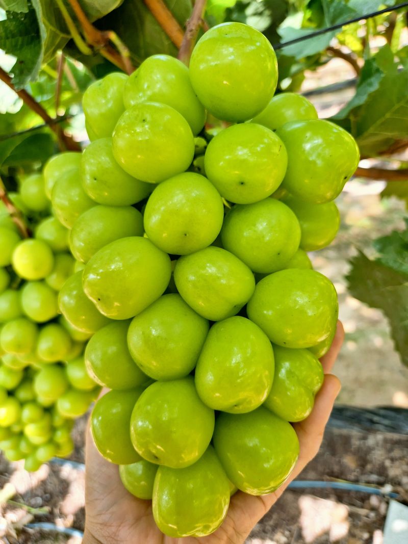 벌꿀*직접생산농장님의 장터 판매 상품 [2025년 샤인머스켓포도즙 원액100%[120mlㆍ50포]] 첨부 사진