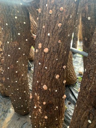 한밭농원님의 자유주제 · 자유게시판 작성글 사진