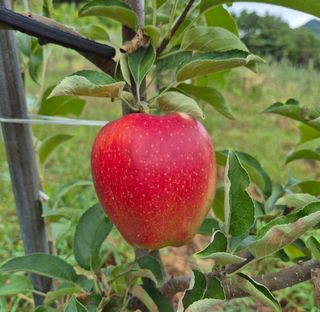 우리농원님의 자유주제 · 자유게시판 작성글 사진
