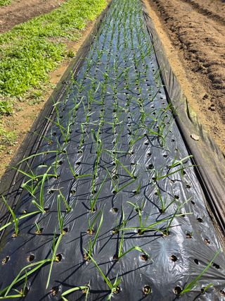 텃밭입문님의 농사, 무엇이든 물어보세요! · 참여글 작성글 사진