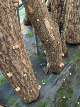 한밭농원님의 자유주제 · 자유게시판 작성글 사진