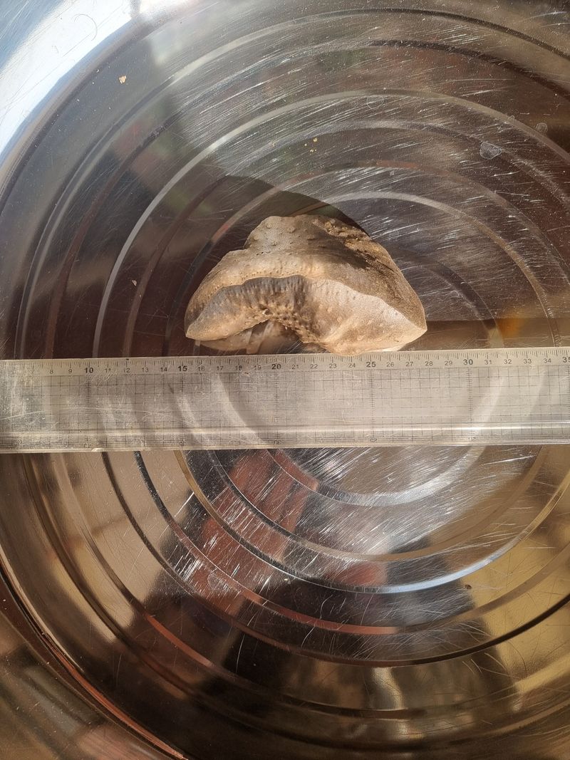 정석범님의 장터 판매 상품 [하늘마] 첨부 사진