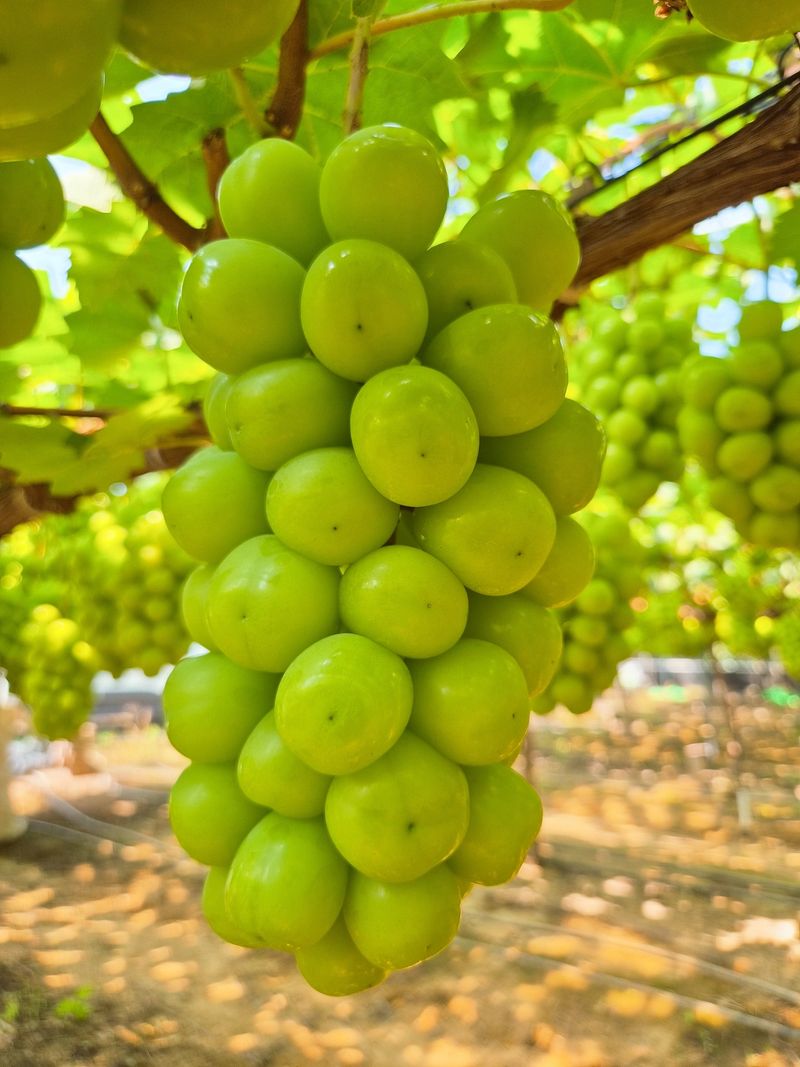 벌꿀*직접생산농장님의 장터 판매 상품 [2025년 샤인머스켓포도즙 원액100%[120mlㆍ50포]] 첨부 사진