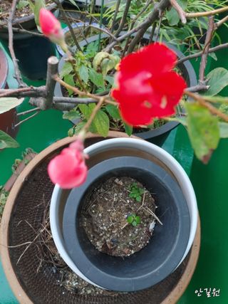 안길원님의 자유주제 · 자유게시판 작성글 사진