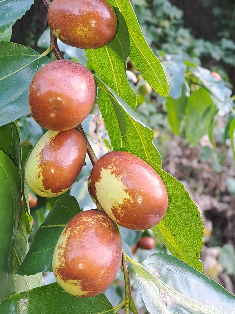 박성기님의 장터 판매 상품 [복조건대추1kg] 첨부 사진