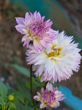 논산상월안정환님의 자유주제 · 자유게시판 작성글 사진