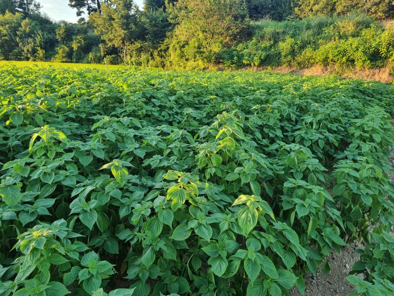 김동희님의 장터 판매 상품 [25년도 햇들깨] 첨부 사진