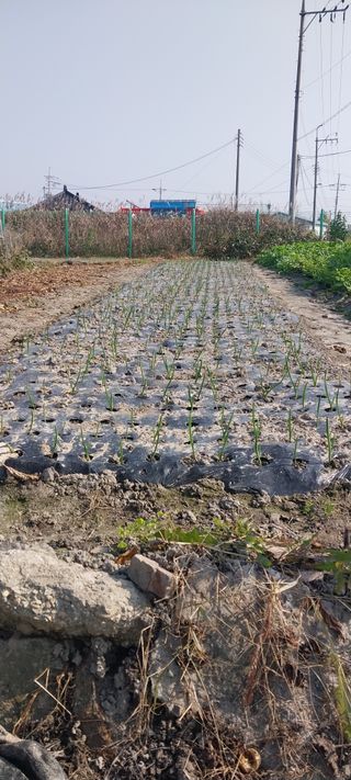 주말 텃밭 농부님의 자유주제 · 자유게시판 작성글 사진