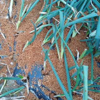 삼성농산님의 자유주제 · 자유게시판 작성글 사진