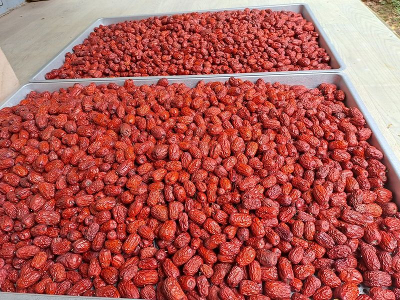 박성기님의 장터 판매 상품 [복조건대추1kg] 첨부 사진