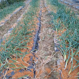 삼성농산님의 자유주제 · 자유게시판 작성글 사진