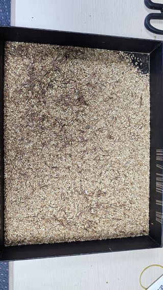 삼례텃밭지기님의 자유주제 · 자유게시판 작성글 사진