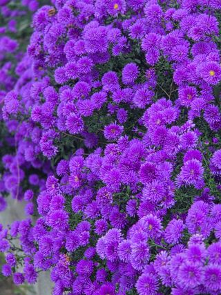 논산상월안정환님의 자유주제 · 자유게시판 작성글 사진