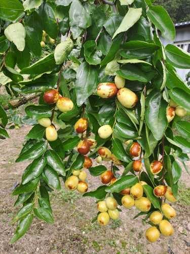 박성기님의 장터 판매 상품 [복조건대추1kg] 첨부 사진