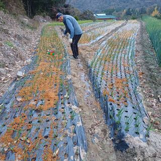 삼성농산님의 자유주제 · 자유게시판 작성글 사진