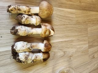 여수돌산 초보농부님의 자유주제 · 자유게시판 작성글 사진