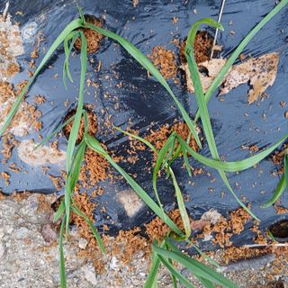 삼성농산님의 자유주제 · 자유게시판 작성글 사진