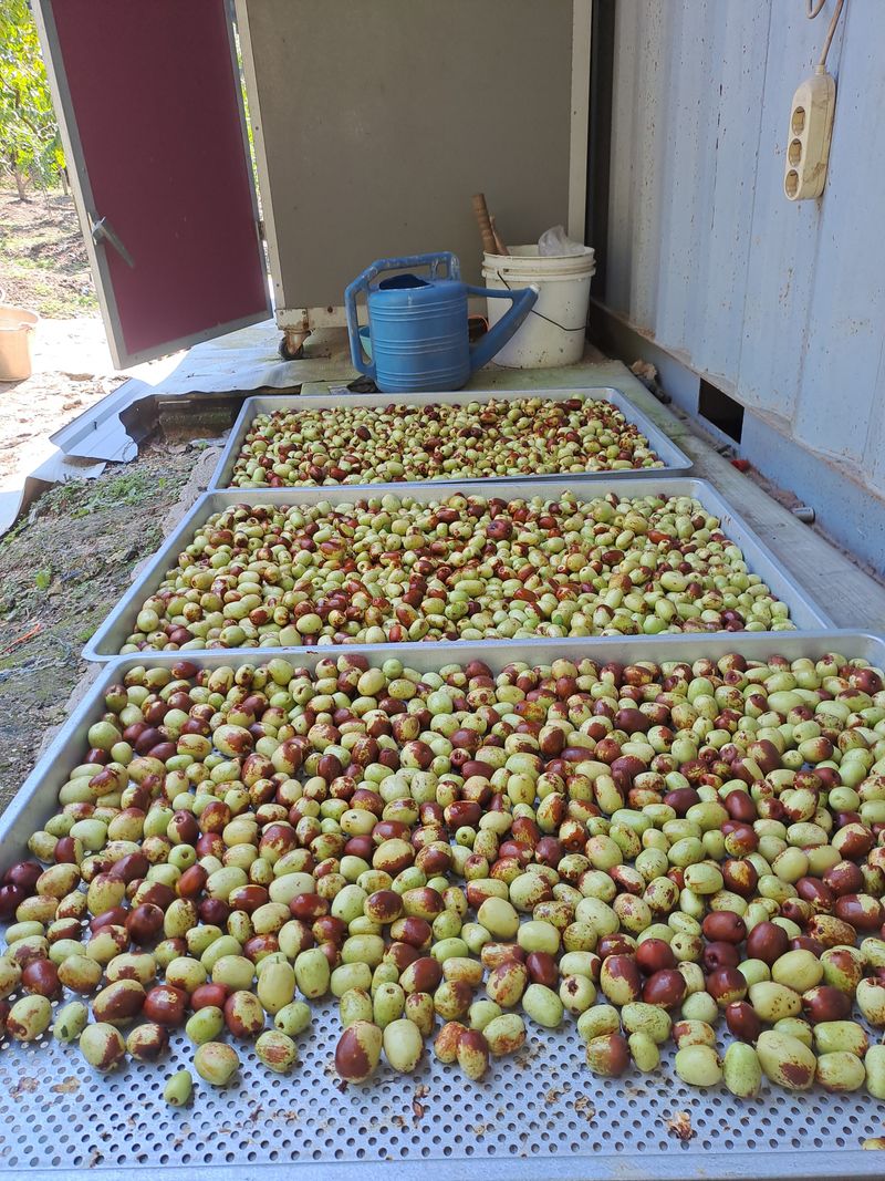 박성기님의 장터 판매 상품 [복조건대추1kg] 첨부 사진