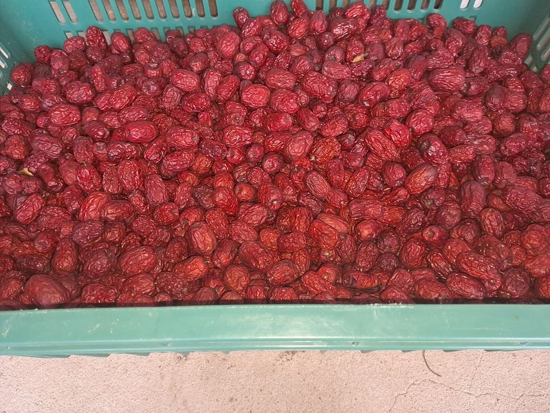 박성기님의 장터 판매 상품 [복조건대추1kg] 첨부 사진