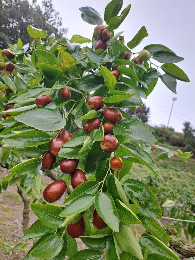 박성기님의 장터 판매 상품 [복조건대추1kg] 첨부 사진