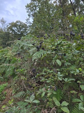호박11158님의 자유주제 · 자유게시판 작성글 사진