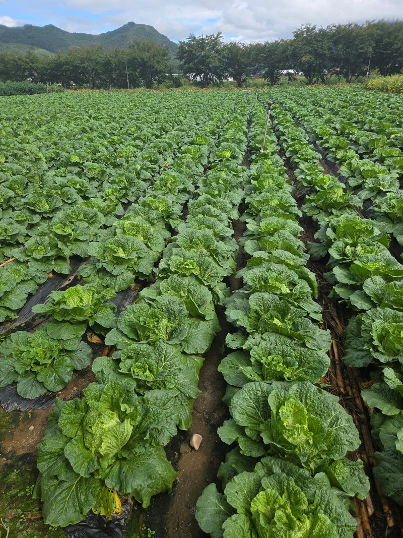 김두영님의 장터 판매 상품 [김장배추팔아요ㅡ] 첨부 사진