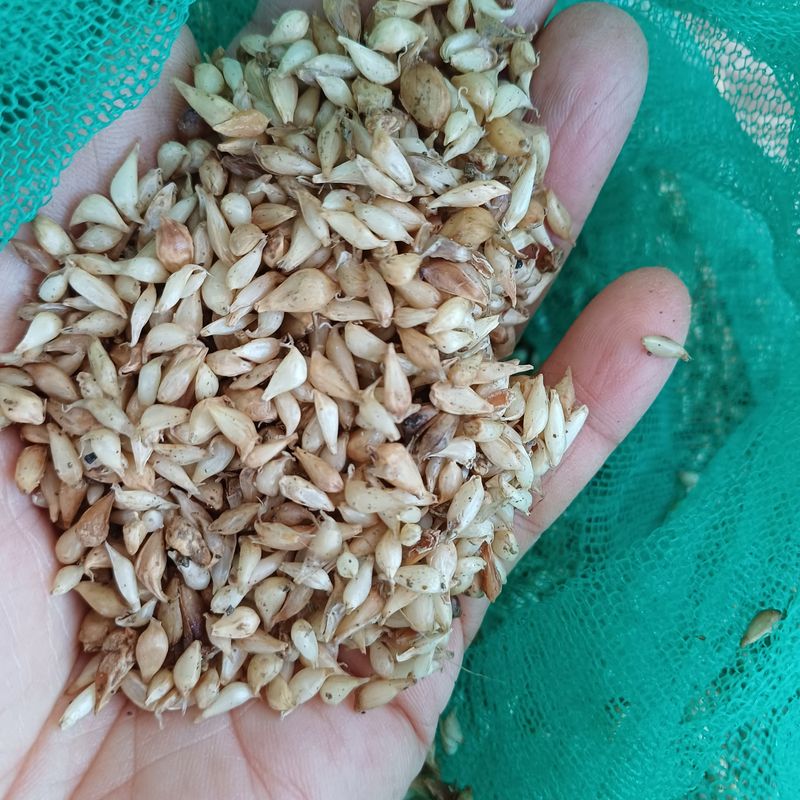 장터 상품 [홍산마늘주아3컵택포25.000] 썸네일