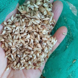 삼성농산님의 작성글 사진