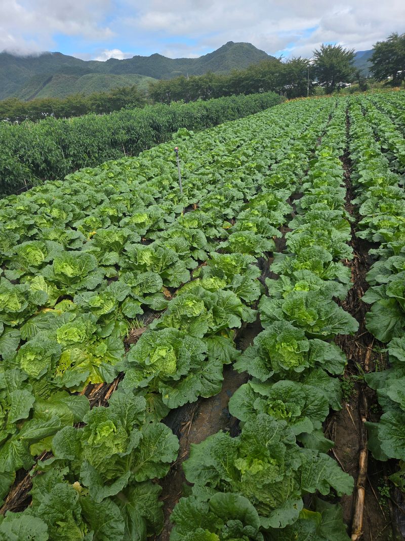 장터 상품 [김장배추팔아요ㅡ] 썸네일