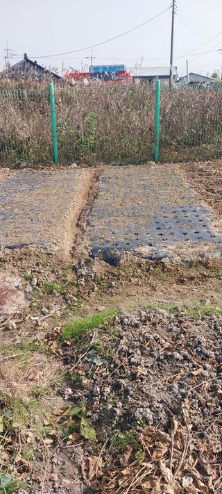 주말 텃밭 농부님의 자유주제 · 자유게시판 작성글 사진