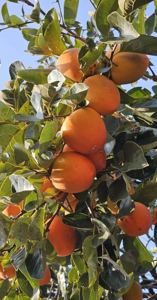 안길원님의 자유주제 · 자유게시판 작성글 사진