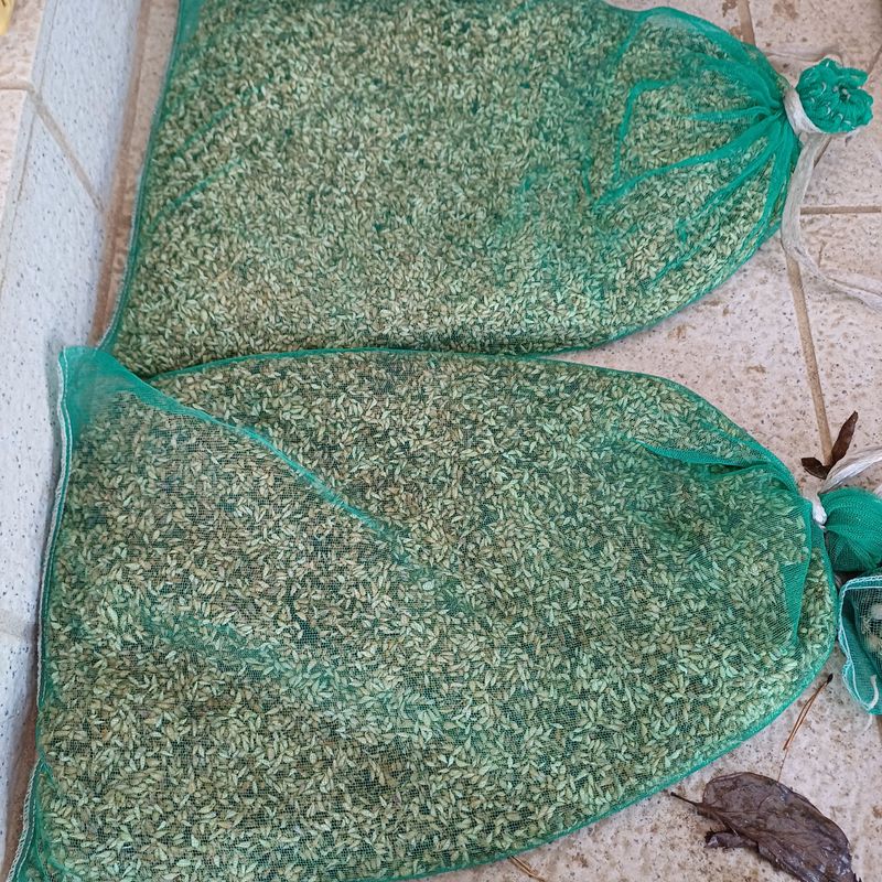 삼성농산님의 장터 판매 상품 [홍산마늘주아3컵택포25.000] 첨부 사진