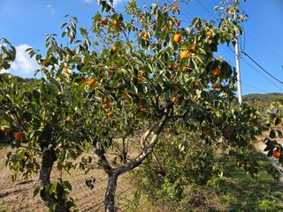 노고단님의 자유주제 · 자유게시판 작성글 사진