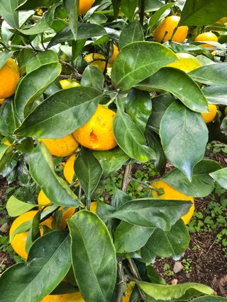 참깨6029님의 자유주제 · 자유게시판 작성글 사진