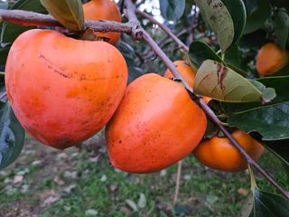 대봉매실 인생이막님의 작성글 사진