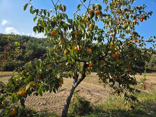 노고단님의 자유주제 · 자유게시판 작성글 사진