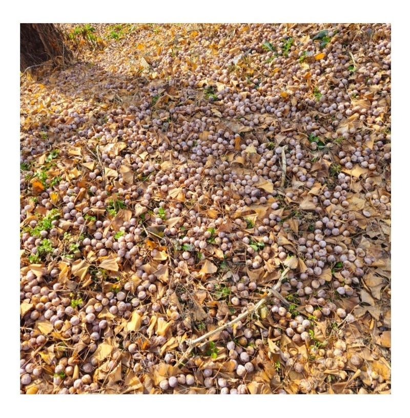 정찬영님의 장터 판매 상품 [피은행 ] 첨부 사진