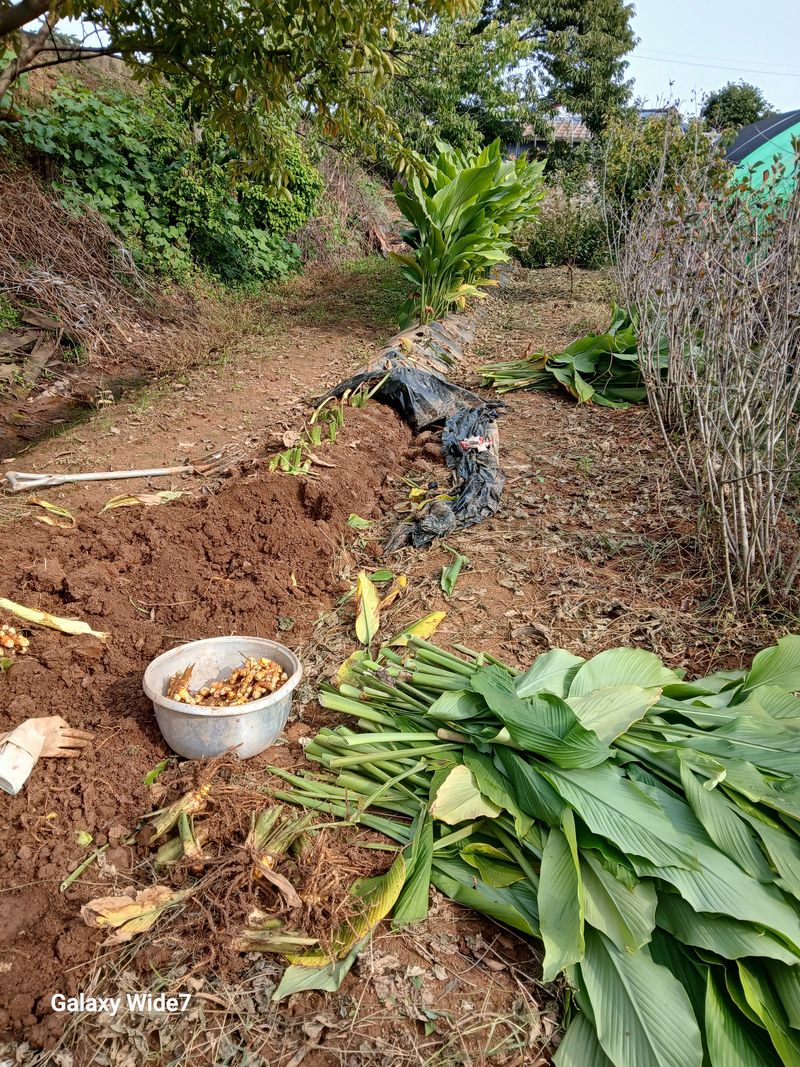 바위돌 심재성님의 장터 판매 상품 [토란 3키로 (거래완료)] 첨부 사진