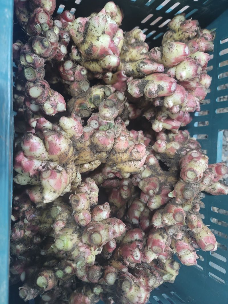 모두애님의 장터 판매 상품 [25년도 햇흙생강10kg] 첨부 사진