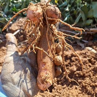 삼성농산님의 자유주제 · 자유게시판 작성글 사진