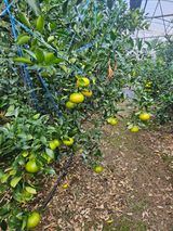 팜모닝 자유주제·자유게시판 게시글 이미지