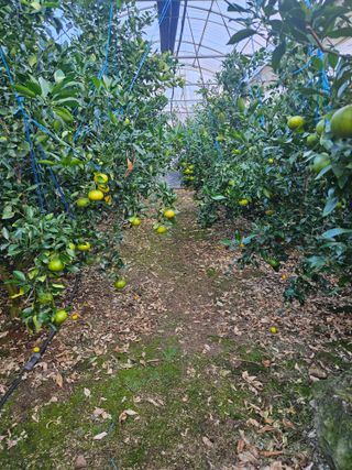 제주 지안이네농장님의 자유주제 · 자유게시판 작성글 사진