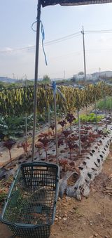 팜모닝 자유주제·자유게시판 게시글 이미지