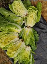 팜모닝 자유주제·자유게시판 게시글 이미지