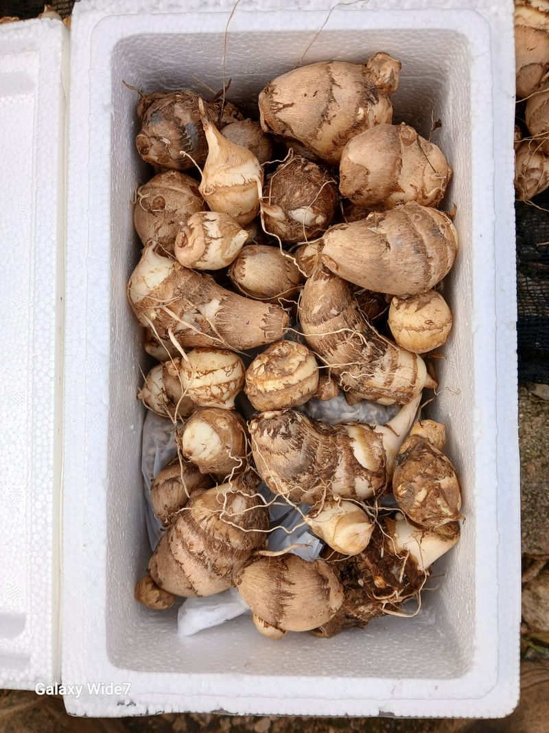 장터 상품 [토란 3키로 (거래완료)] 썸네일