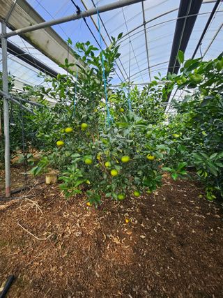 제주 지안이네농장님의 자유주제 · 자유게시판 작성글 사진