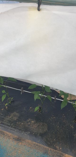 토마토아부지왕궁면님의 자유주제 · 자유게시판 작성글 사진