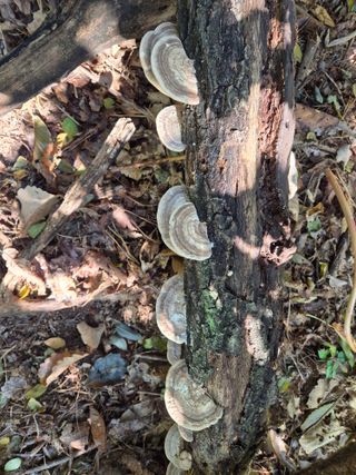 담디농원님의 자유주제 · 자유게시판 작성글 사진