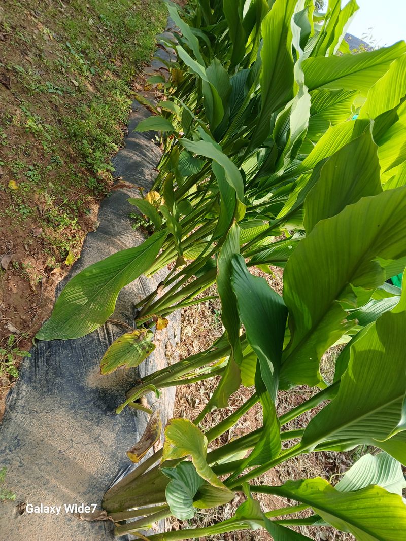 바위돌 심재성님의 장터 판매 상품 [토란 3키로 (거래완료)] 첨부 사진